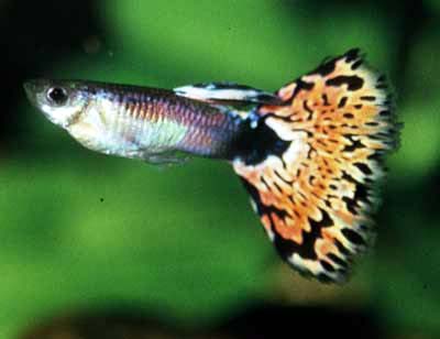 Peces Mas Populares Y Sus Caracteristicas Acuario Peces